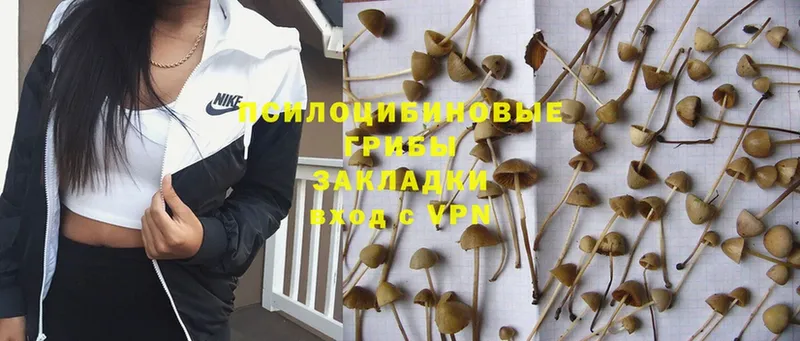 ссылка на мегу ТОР  Гусев  Псилоцибиновые грибы Psilocybe 